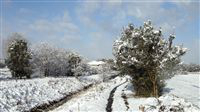 雪の朝